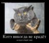 Kotye-nikogda-ne-kradet-demotivator-yumor.jpg