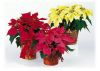 poinsettia1.thumb.jpg.15ee83e69c6a513d28409260a85aca55.jpg