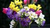 tulips-daffodils-freesia-bouquet-flowers-vase-2560x1440.thumb.jpg.0844bb990177d99213c4cad2a6d3a8f0.jpg