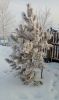 20171225_140754.thumb.jpg.f08a6029f04abdb0d12b6e19e7478569.jpg