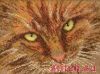 28344.thumb.jpg.f209e79c8aac7b6bc1e2950ecce9bacb.jpg