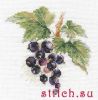 Алиса 0-141, Черная смородина