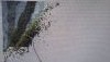 5a3986deea73f_.thumb.jpg.98710309332a4d4d0c6fe1b1408cd99c.jpg?1513719604074