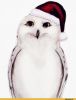 5a45f71b883cb_art---owl--1009601.thumb.jpeg.b298cabf5bbccb2b75de26a21b5aec19.jpeg