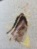 DD598BE6-7B46-48AC-B873-5CAE5D2E197A.thumb.jpeg.d994b0335a7a8991f78c36c3e19237a1.jpeg