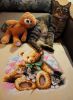 DSC02848a.thumb.jpg.77f3cf79635fb7ba197ea5d232bd3668.jpg
