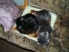 DSC04310_.thumb.jpg.a83461be5f15458a7bd55eafeadfc06e.jpg