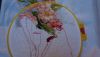 DSC04496.thumb.jpg.ffd174ff008ed058793a848a25d793ff.jpg
