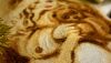 DSC08990.thumb.jpg.85d9a0b2322e4302ab5afa65e65176fa.jpg