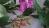 DSC09468.thumb.JPG.9eb341f482e8daf11c41f1212549af8e.JPG