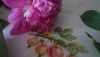DSC09470.thumb.JPG.7e8f8d32f8744f6c2accfd25fb22efbd.JPG