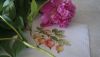 DSC09473.thumb.JPG.6f6bd7fc966cf1d9286a9751fdec0bb0.JPG