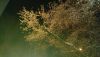 DSC_0309.thumb.JPG.fcffe08b9ca2408ebf533a46907f4883.JPG