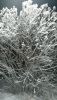 DSC_0310.thumb.JPG.d82d6f5e6e4c234de8fdcbf0c810b386.JPG