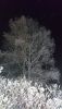 DSC_0312.thumb.JPG.b3589bd691432f2c6a9f994201f1eda4.JPG