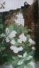 DSC_0316.thumb.JPG.a32744297c7f5dd0abb1ec6650b73860.JPG?1513903316063