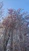 DSC_0335.thumb.JPG.e0dfbc5aeee82af6e3de499a25d19aea.JPG
