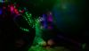 DSC_6731.thumb.JPG.38ef36c16ec98a9d8a7b91e3d77fbdaa.JPG