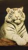 DSC_7424.thumb.JPG.a4de145d83612422e0ead903edb85e4c.JPG
