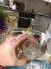 IMG-20171231-WA0017.thumb.jpg.39abc11a43ff04ed9cc9fa66e8549989.jpg