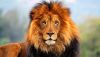 Lion-With-Unhappy-Face-Funny-Picture.thumb.jpg.f3f40d7c4134e46a412207344902c51b.jpg