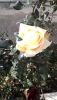 P_20171206_131753.thumb.jpg.5feb11a1f40376608bc5a8fb06a7be72.jpg