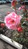 P_20171206_131812.thumb.jpg.77133efd6c5ae1b1ec66721688d326b5.jpg
