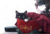 black-white-christmas-kitty-velvet-box-28311072.thumb.jpg.e1a04256fd57285081210785eef54594.jpg