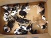 kittens.thumb.jpg.9222f021c039e33cee7a85a9f648e03c.jpg