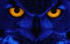 owl-yellow-eyes-sova-ptica.thumb.jpg.cfd033c35dd86535c2d09b6249f2a2a2.jpg