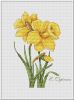 Серёгина Екатерина #13610, Нарциссы