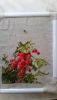 20180104_114850.thumb.jpg.5a864723ac09881dd7cbf94dbabf6ad6.jpg