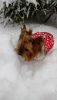 20180121_110237.thumb.jpg.6dc5f48e8c4d0746ac4314ea1cdc0581.jpg