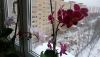 20180121_143043.thumb.jpg.bd30a51d2c0ed6806906021ef49c54cf.jpg