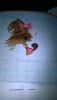 4.thumb.jpg.0bd52fe9fcc9292b0da1ef1642a6a105.jpg