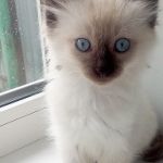 Аватар Tanya_stitch