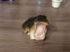 6AF6A0A6-3C53-45AA-B556-E03E12B2701D.thumb.jpeg.cb9b893ad6914f94904ce0e5e2b027d1.jpeg