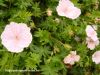 98654111_large_geranium01.thumb.jpg.ae812ee861c4d2f72c8ade2e620dfdc4.jpg