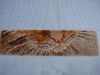 DSC07692.thumb.JPG.d339f41d81f1816632f7c450e301f0cc.JPG