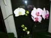 DSC09891.thumb.JPG.7d6c7f83a31deaa458609e8ddbb22c55.JPG