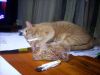 DSCN0093.thumb.jpg.33d441b7b657e747f140ec6fddf63f33.jpg