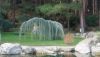 DSC_0288.thumb.JPG.6301af1130c87302586556cd1bbcaa8d.JPG