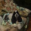 DSC_0291.thumb.JPG.333f7a1885c76c174b7ecb4c9997e518.JPG