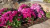 DSC_0308.thumb.JPG.1b7d0ff18b68da32ac1312db27c7139f.JPG