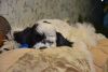 DSC_0309.thumb.JPG.ad5f3c76dabe2b2c915b80e3e325e4a1.JPG