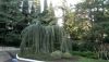 DSC_0339.thumb.JPG.ebc3ef20df4dcda7be5f6ea574154e4a.JPG