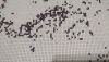 DSC_0365.thumb.JPG.5bb3424aae3cd9ae8bf2425951a03001.JPG