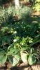 DSC_0381.thumb.JPG.63bcc9ecaeaf81544cfec4b4d13fefe2.JPG