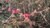 DSC_0405.thumb.JPG.ed783d40f8da4b04255705539c991064.JPG