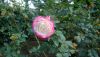 DSC_0414.thumb.JPG.c705b25c1c2d6fa14edc47a722245ca0.JPG